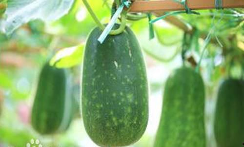 阳春网红吃瓜事件,揭秘网络舆论背后的真相与争议