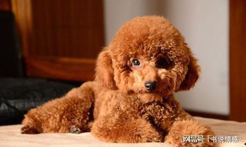 爆料泰迪是谁说的话啊视频,揭秘“爆料泰迪是谁”视频背后的真相与争议